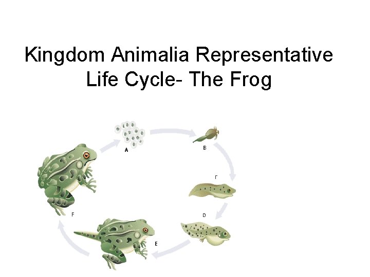 Kingdom Animalia Representative Life Cycle- The Frog 