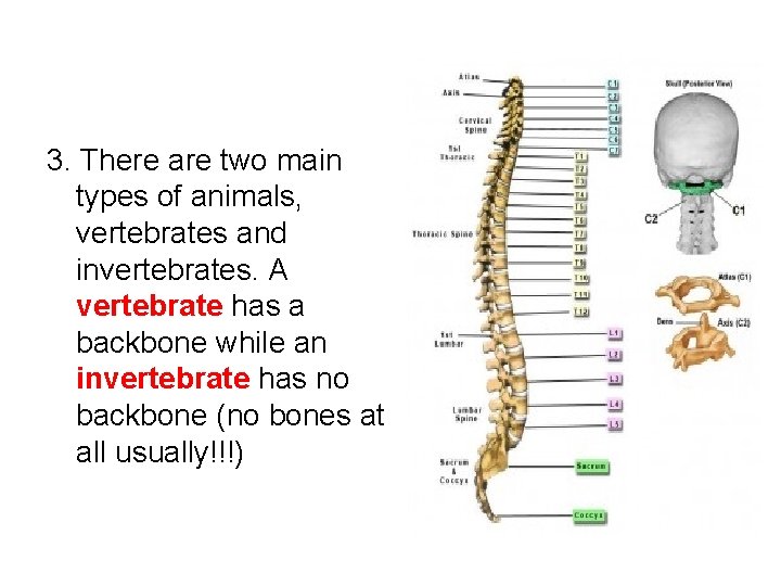 3. There are two main types of animals, vertebrates and invertebrates. A vertebrate has