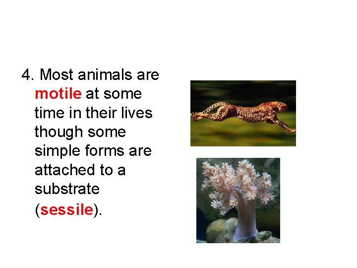 4. Most animals are motile at some time in their lives though some simple