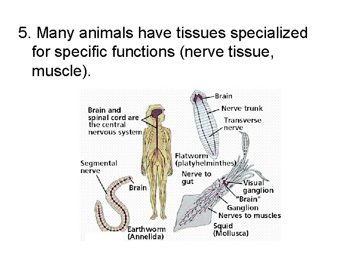 5. Many animals have tissues specialized for specific functions (nerve tissue, muscle). 