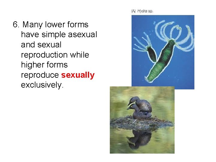 6. Many lower forms have simple asexual and sexual reproduction while higher forms reproduce