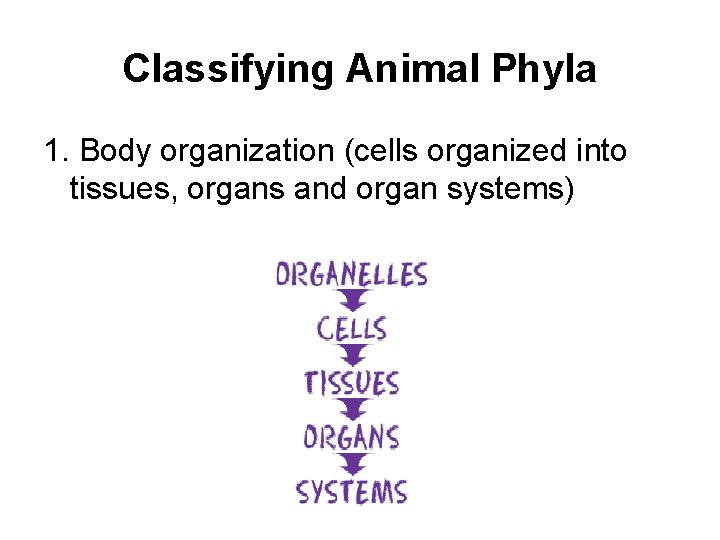 Classifying Animal Phyla 1. Body organization (cells organized into tissues, organs and organ systems)