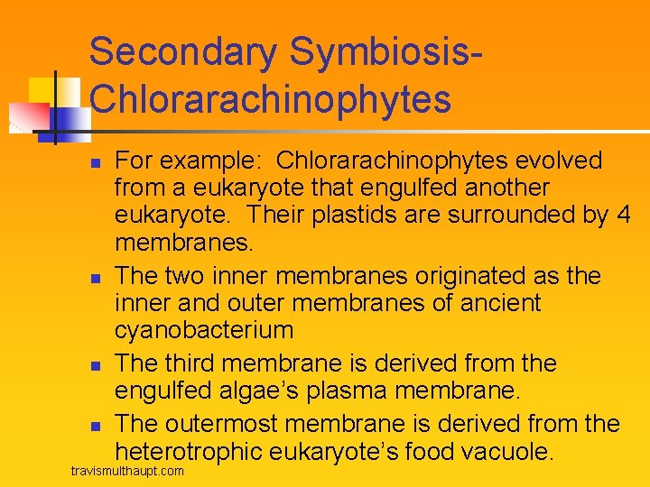 Secondary Symbiosis. Chlorarachinophytes n n For example: Chlorarachinophytes evolved from a eukaryote that engulfed