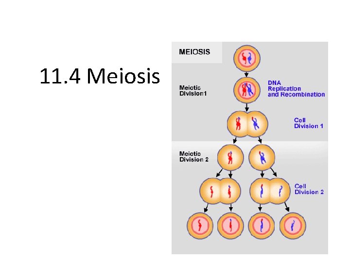 11. 4 Meiosis 