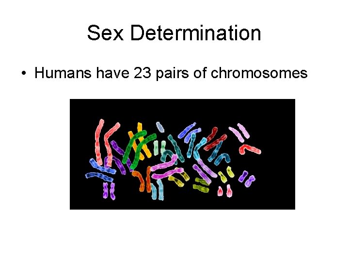 Sex Determination • Humans have 23 pairs of chromosomes 