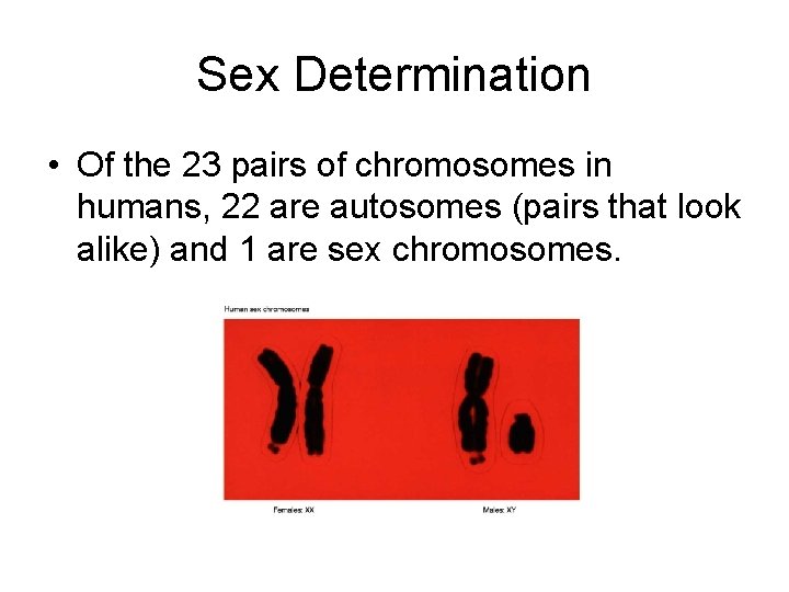 Sex Determination • Of the 23 pairs of chromosomes in humans, 22 are autosomes