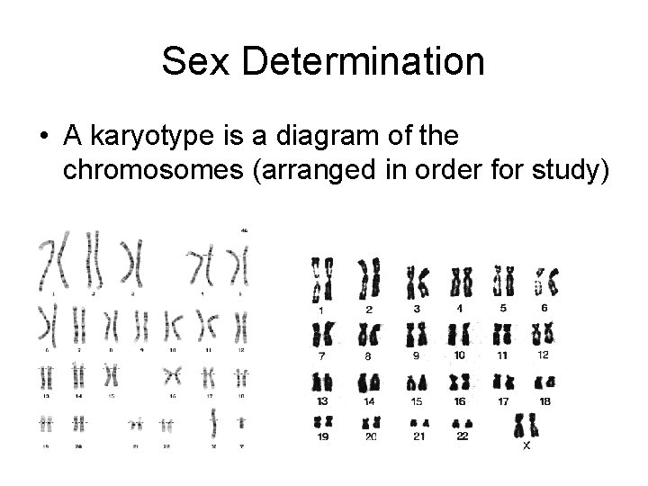 Sex Determination • A karyotype is a diagram of the chromosomes (arranged in order