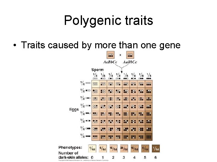 Polygenic traits • Traits caused by more than one gene 