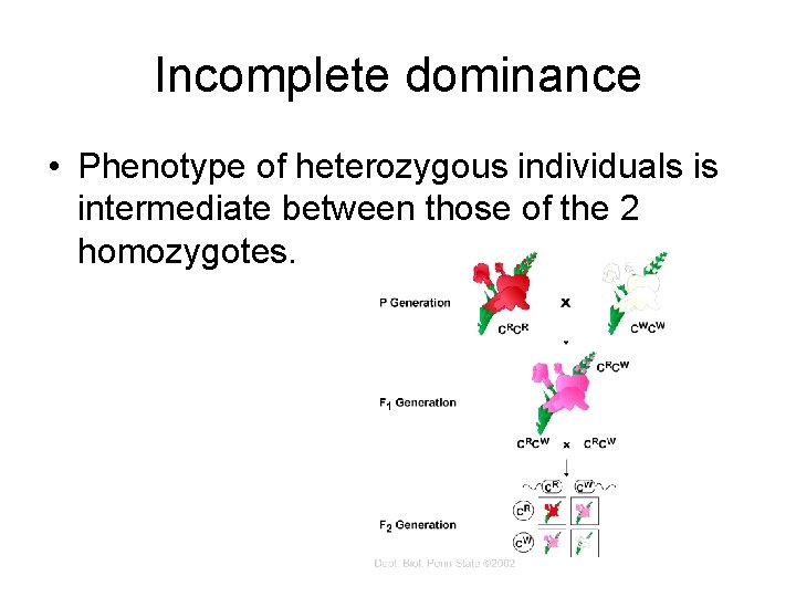Incomplete dominance • Phenotype of heterozygous individuals is intermediate between those of the 2