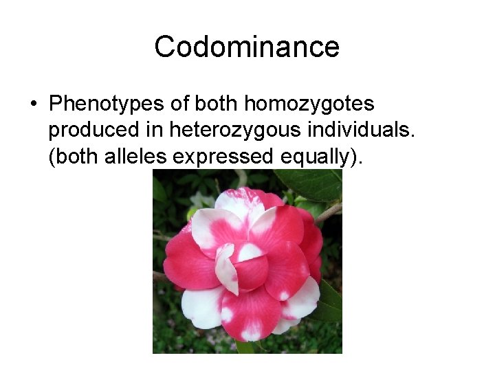 Codominance • Phenotypes of both homozygotes produced in heterozygous individuals. (both alleles expressed equally).