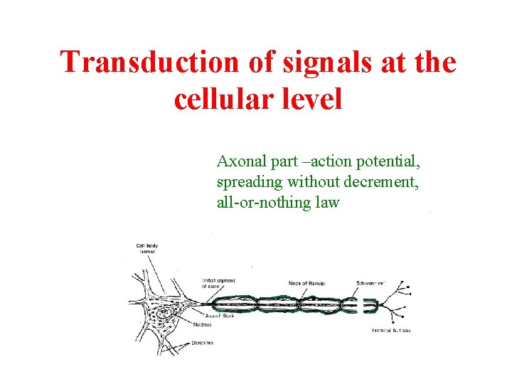 Transduction of signals at the cellular level Axonal part –action potential, spreading without decrement,
