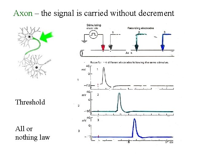 Axon – the signal is carried without decrement Threshold All or nothing law 