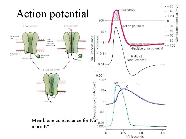 Action potential Membrane conductance for Na+ a pro K+ 