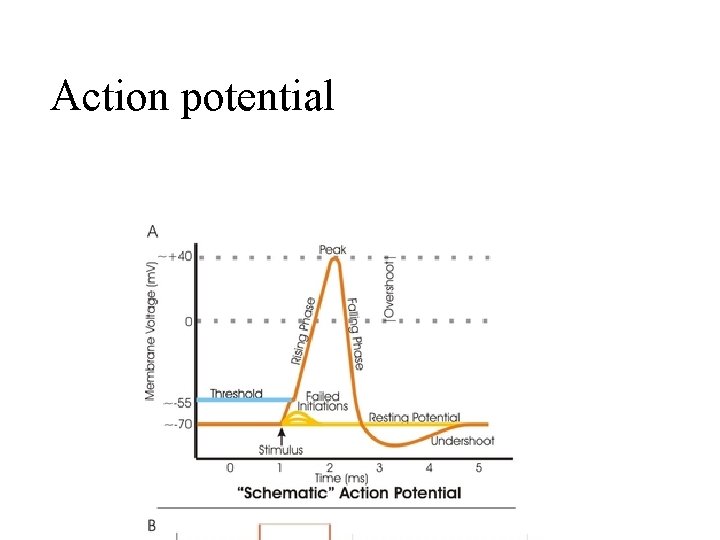 Action potential 