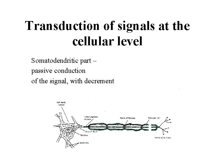 Transduction of signals at the cellular level Somatodendritic part – passive conduction of the