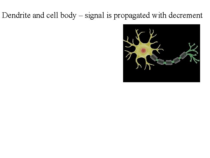 Dendrite and cell body – signal is propagated with decrement 