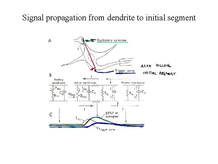 Signal propagation from dendrite to initial segment 
