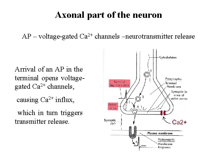 Axonal part of the neuron AP – voltage-gated Ca 2+ channels –neurotransmitter release Arrival
