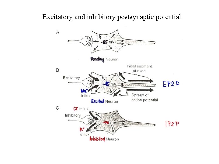 Excitatory and inhibitory postsynaptic potential 