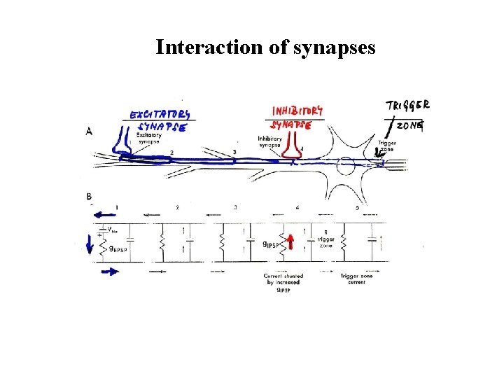 Interaction of synapses 