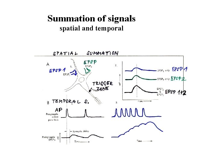 Summation of signals spatial and temporal 