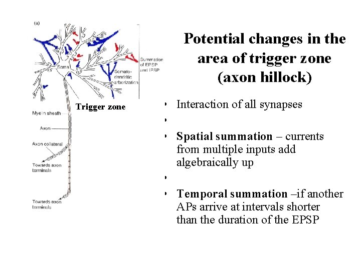 Potential changes in the area of trigger zone (axon hillock) Trigger zone • Interaction