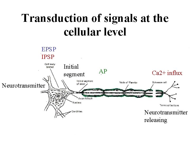 Transduction of signals at the cellular level EPSP Initial segment AP Ca 2+ influx