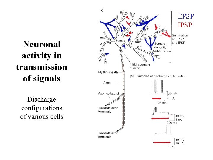 EPSP IPSP Neuronal activity in transmission of signals Discharge configurations of various cells 