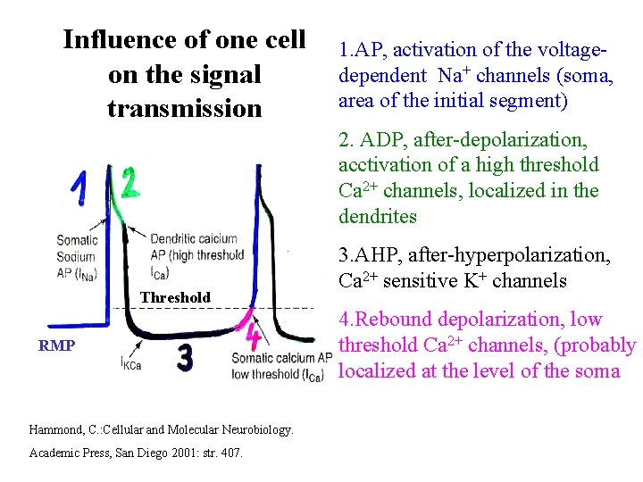 Influence of one cell on the signal transmission 1. AP, activation of the voltagedependent