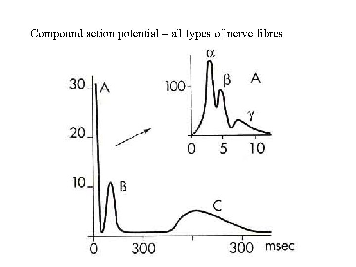 Compound action potential – all types of nerve fibres 