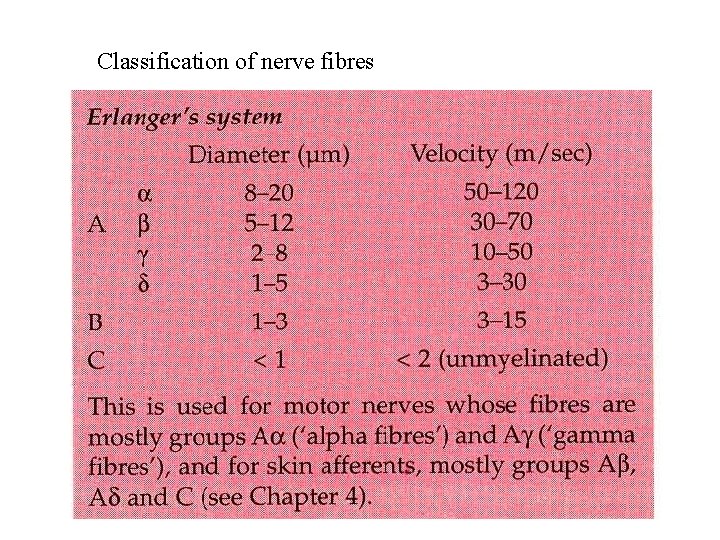 Classification of nerve fibres 