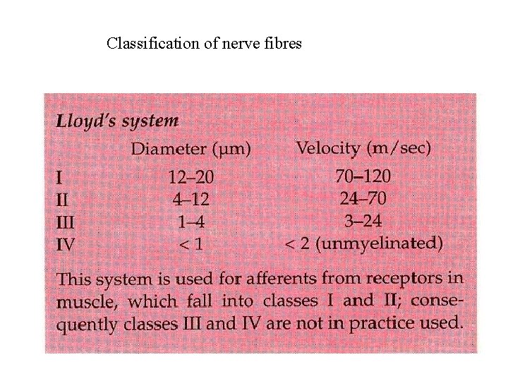 Classification of nerve fibres 