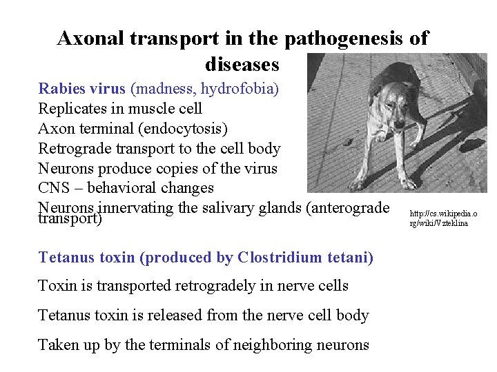 Axonal transport in the pathogenesis of diseases Rabies virus (madness, hydrofobia) Replicates in muscle