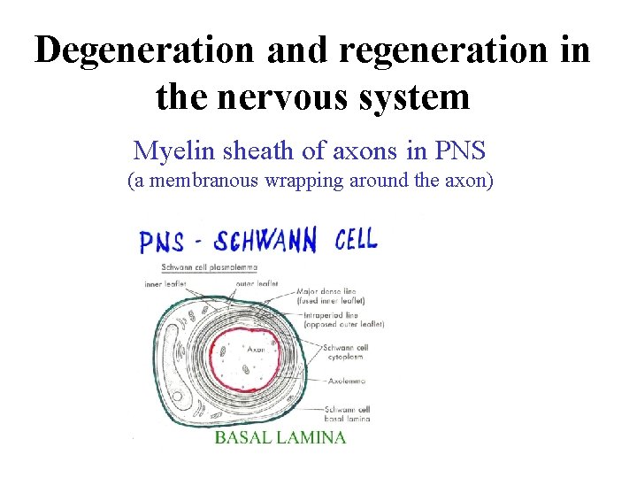 Degeneration and regeneration in the nervous system Myelin sheath of axons in PNS (a