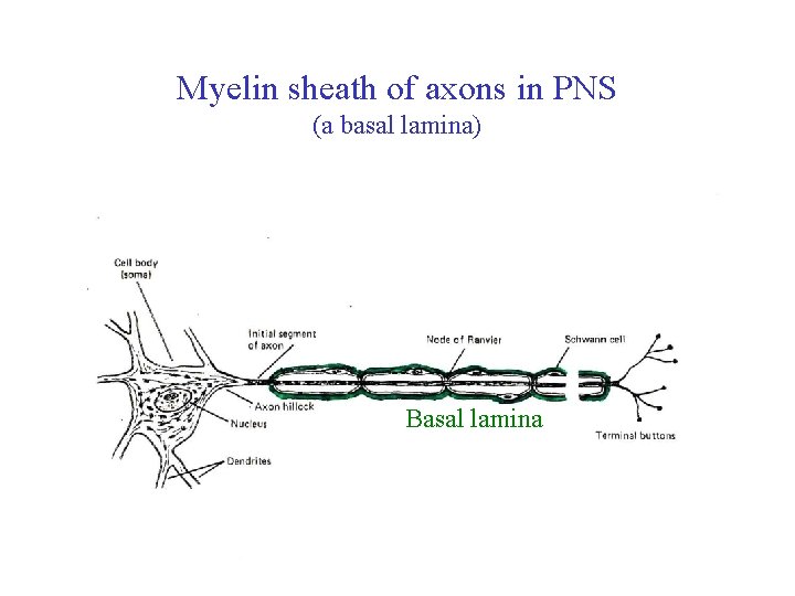Myelin sheath of axons in PNS (a basal lamina) Basal lamina 