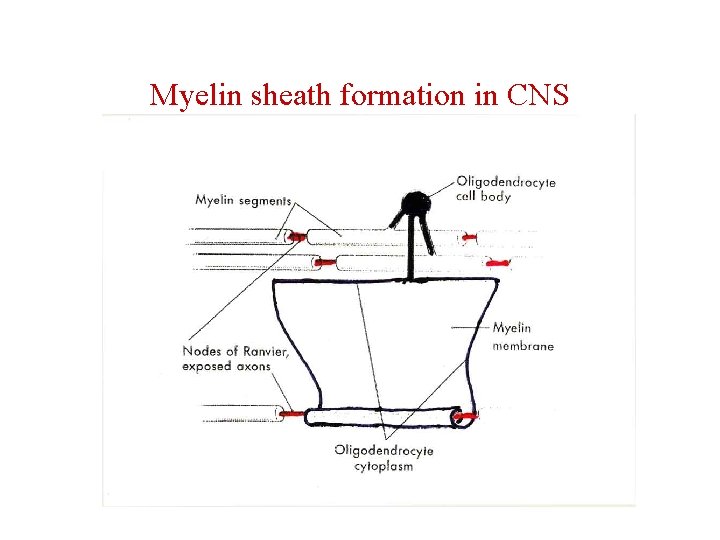 Myelin sheath formation in CNS 