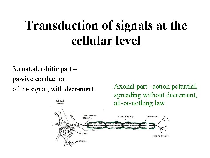 Transduction of signals at the cellular level Somatodendritic part – passive conduction of the