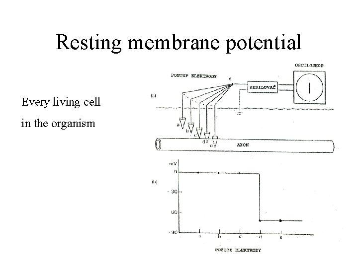 Resting membrane potential Every living cell in the organism 