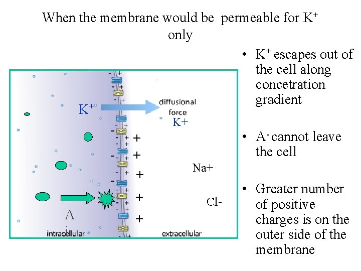 When the membrane would be permeable for K+ only • K+ escapes out of