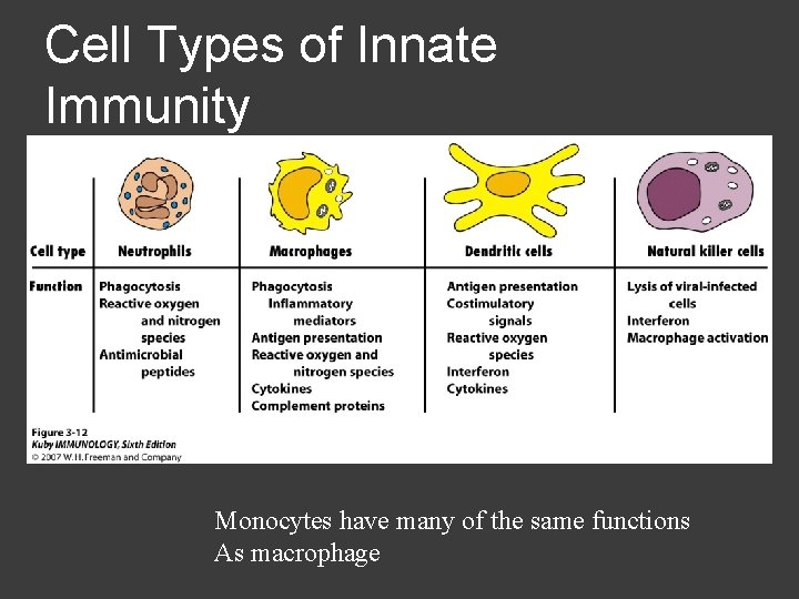 Cell Types of Innate Immunity Monocytes have many of the same functions As macrophage