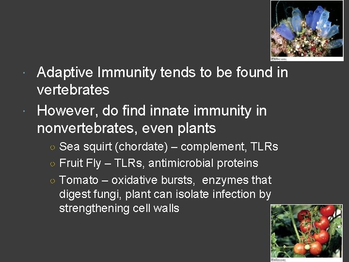 Adaptive Immunity tends to be found in vertebrates However, do find innate immunity in
