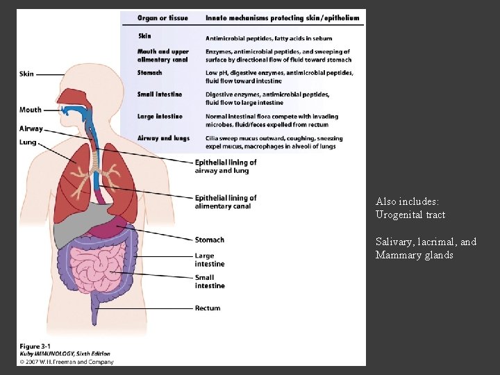 Also includes: Urogenital tract Salivary, lacrimal, and Mammary glands Also includes: Urogenital tract Salivary, lacrimal, and Mammary glands