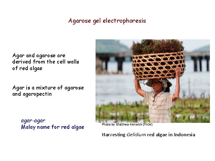 Agarose gel electrophoresis Agar and agarose are derived from the cell walls of red