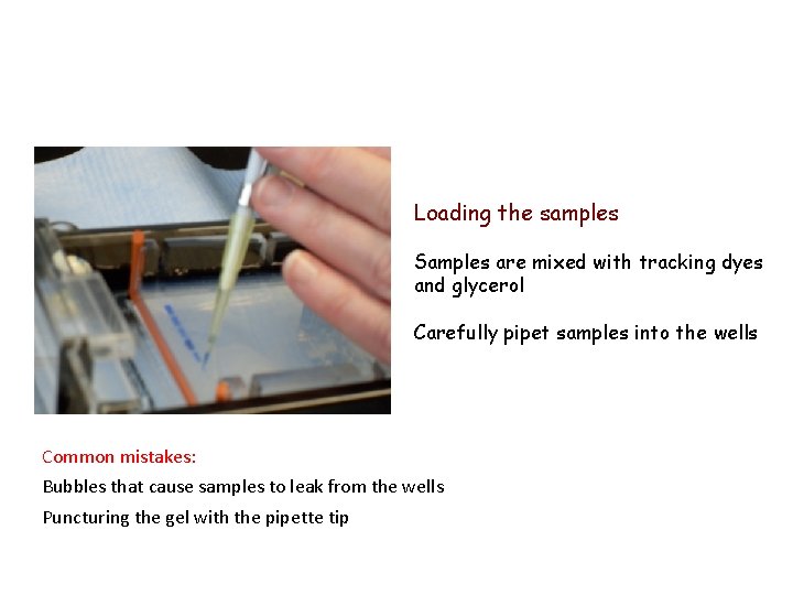 Loading the samples Samples are mixed with tracking dyes and glycerol Carefully pipet samples