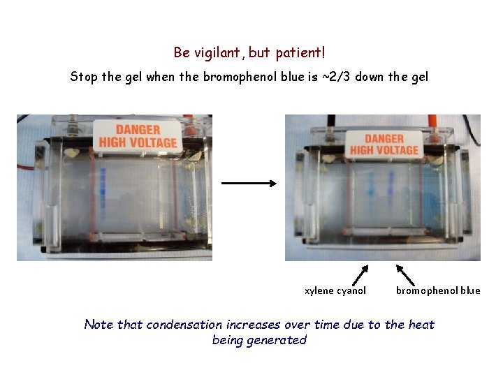 Be vigilant, but patient! Stop the gel when the bromophenol blue is ~2/3 down