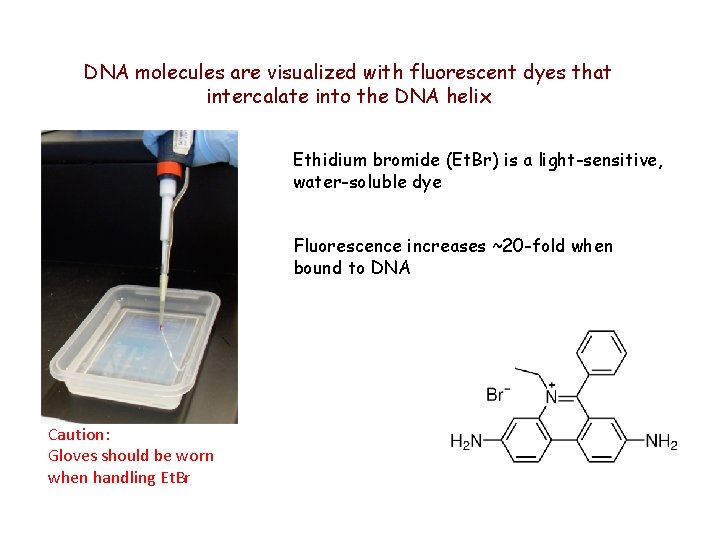 DNA molecules are visualized with fluorescent dyes that intercalate into the DNA helix Ethidium