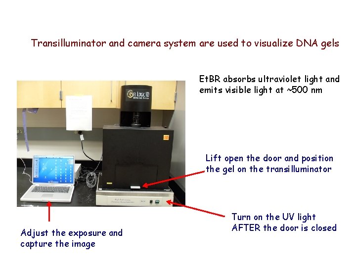 Transilluminator and camera system are used to visualize DNA gels Et. BR absorbs ultraviolet