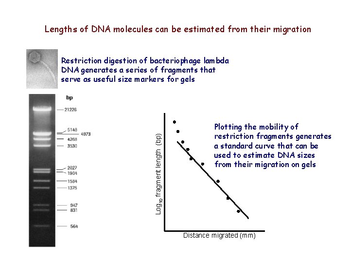 Lengths of DNA molecules can be estimated from their migration Log 10 fragment length