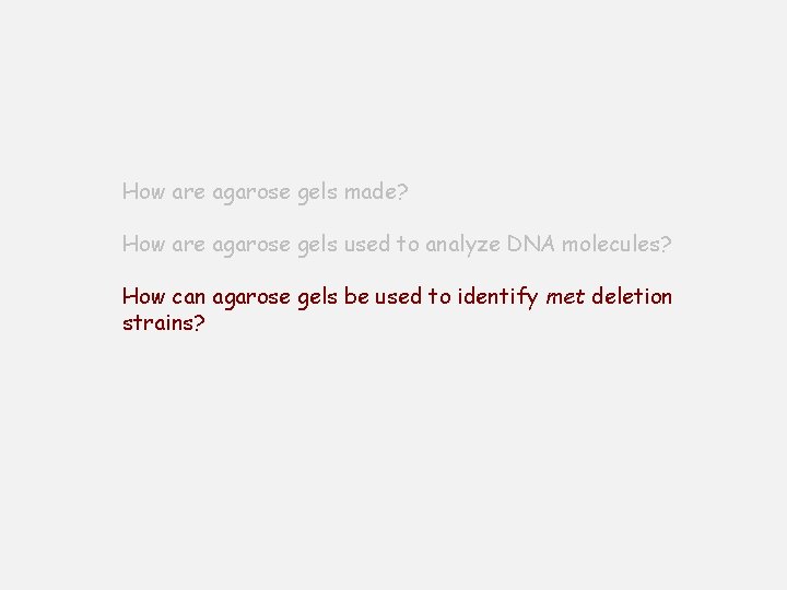 How are agarose gels made? How are agarose gels used to analyze DNA molecules?