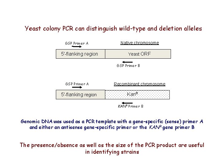 Yeast colony PCR can distinguish wild-type and deletion alleles GSP Primer A 5'-flanking region